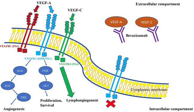 Tác dụng của Bevacizumab trên đường truyền tín hiệu VEGF