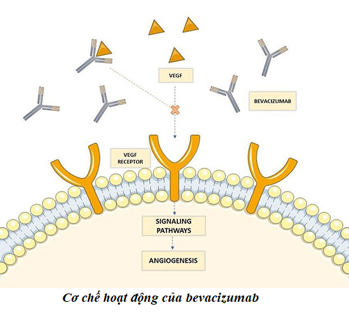Cơ chế hoạt động của bevacizumab