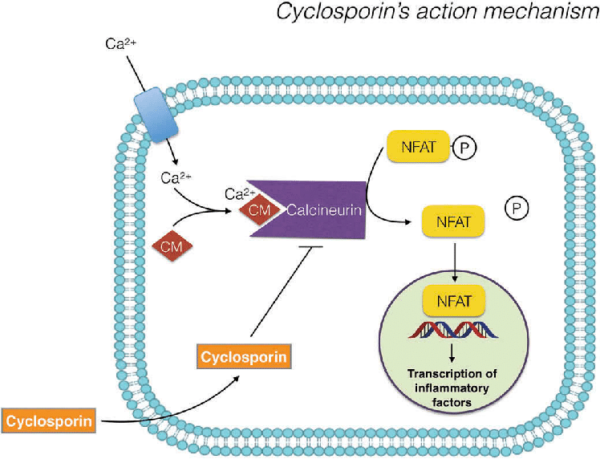 cơ chế hoạt động của của Ciclosporin