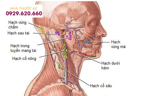 Nổi hạch là bệnh gì - Có nguy hiểm không?