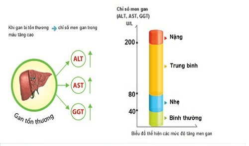 GGT cao: Những điều cần biết và cách phòng ngừa