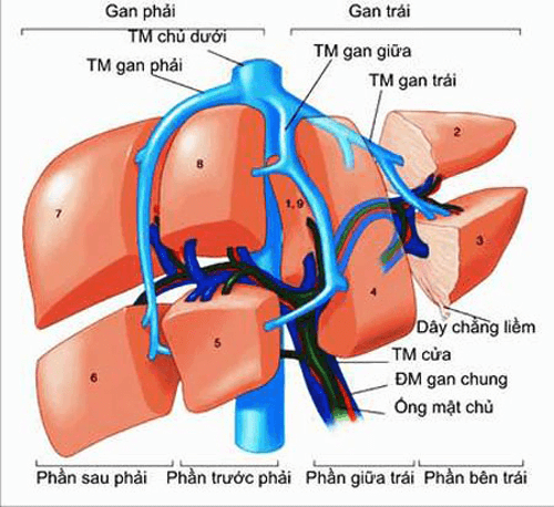 Tắc tĩnh mạch gan có nguy hiểm không và những điều bạn cần biết