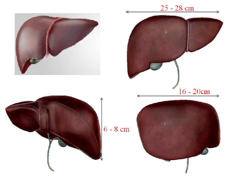 Kích thước gan cho biết những gì về sức khỏe và như thế nào là bình thường?