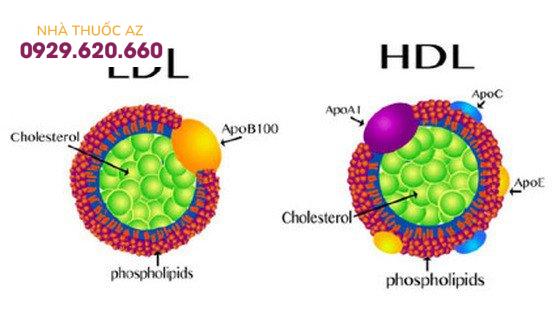 Cholesterol HDL