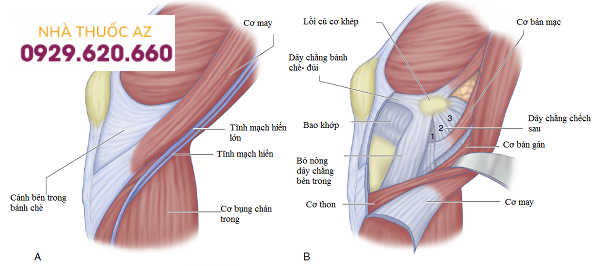Gân chân ngỗng là gì?