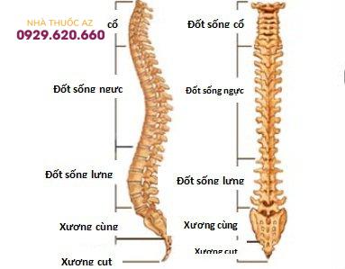 Đốt sống ngực