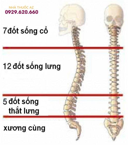 Đốt sống lưng