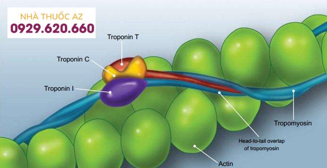 Troponin là một protein có cấu trúc hình cầu