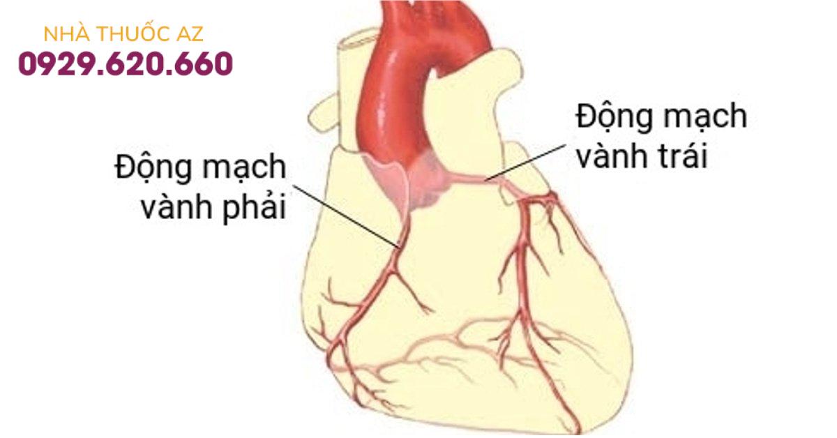 Động mạch vành cung cấp máu cho tim