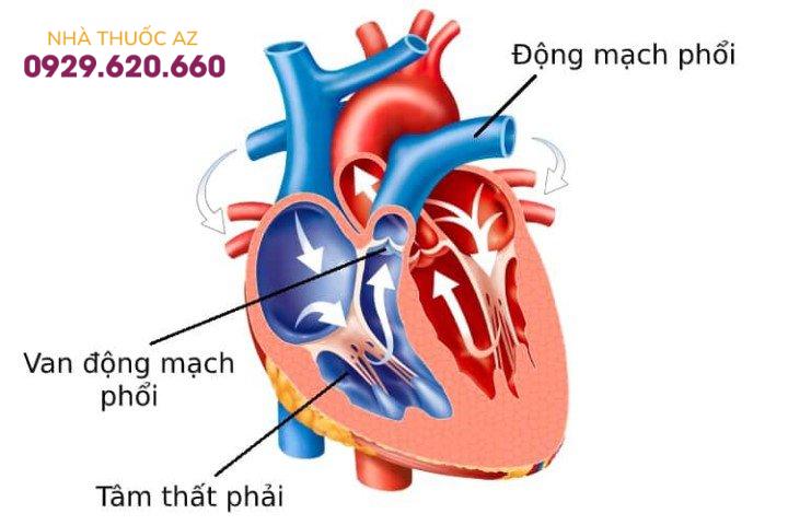 Van động mạch phổi giúp cho máu từ tâm thất phải lên động mạch phổi