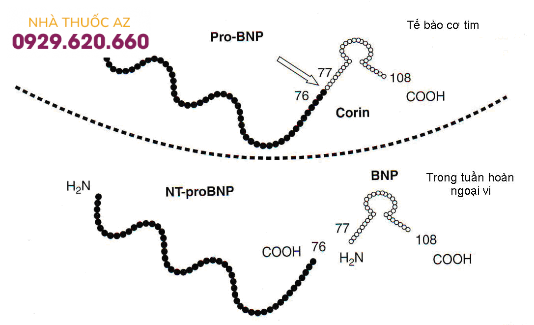 Peptide lợi niệu trong điều trị bệnh tim