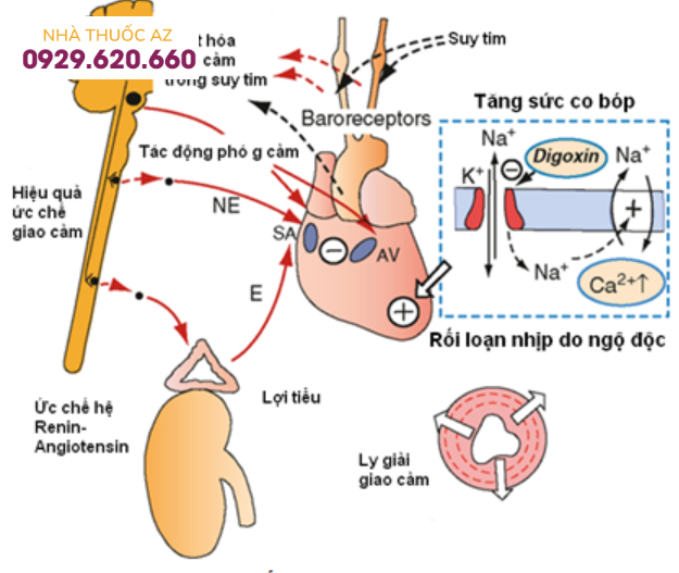 Cơ chế tác dụng của thuốc Dogoxin