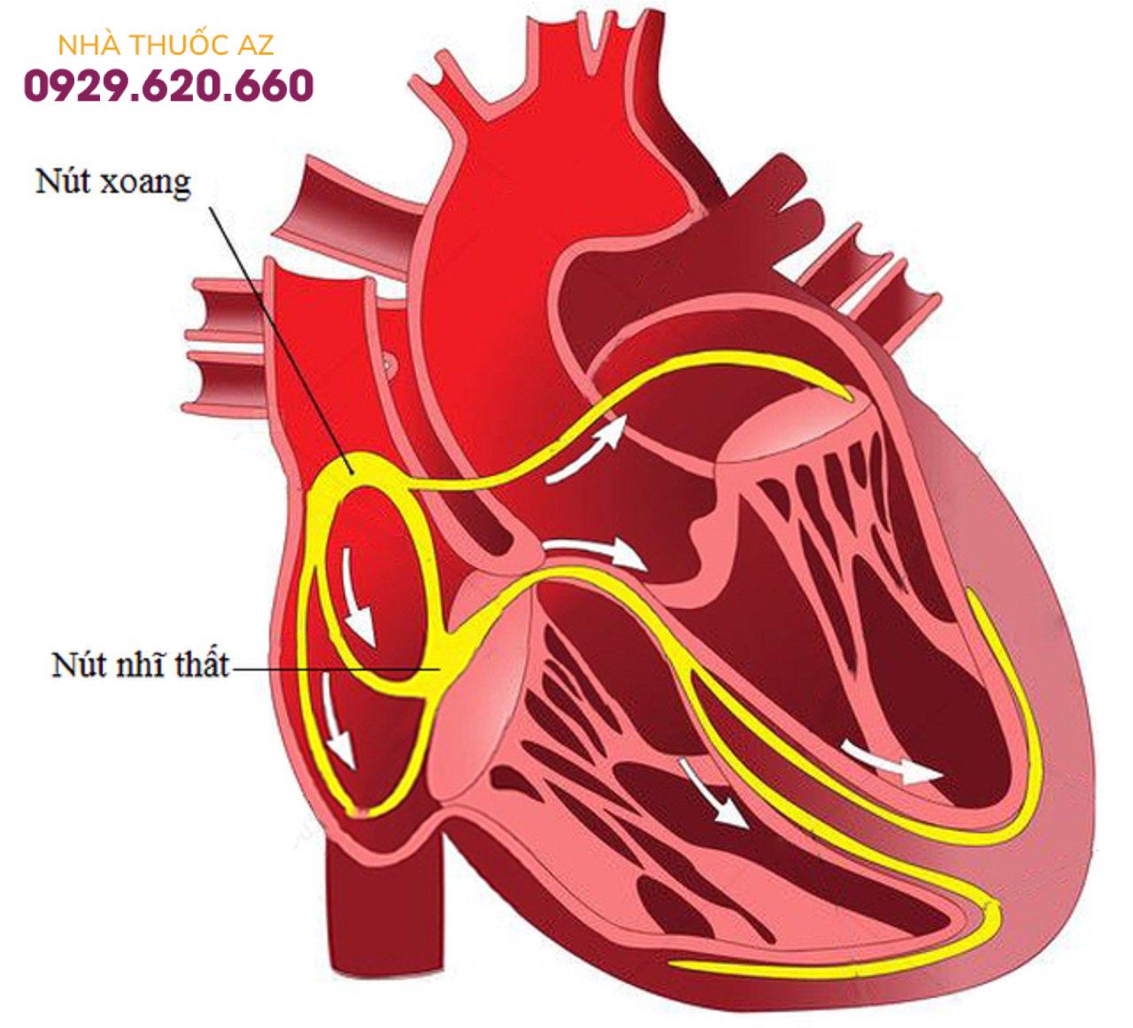 dẫn truyền trong tim
