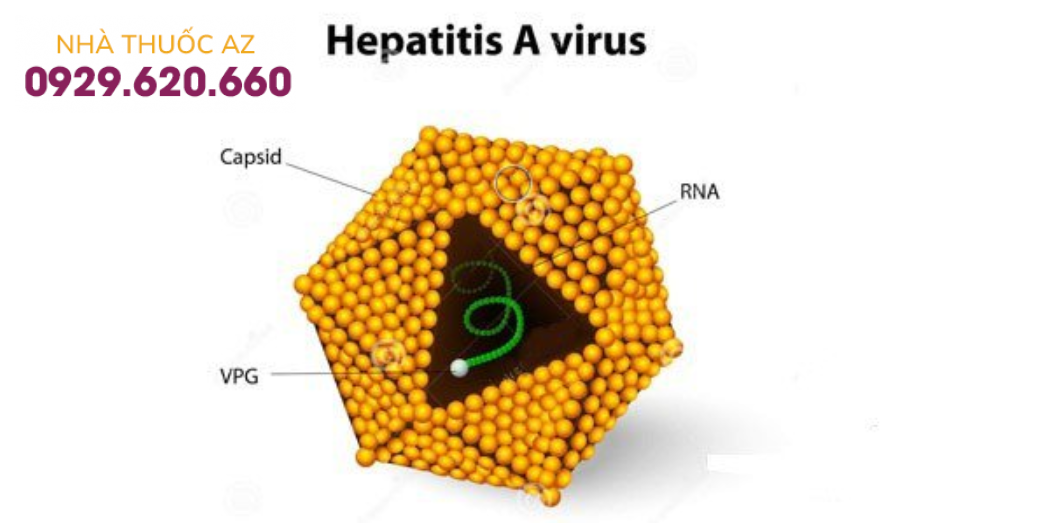 Virus viêm gan A
