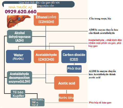 Quá trình chuyển hóa rượu bia trong cơ thể