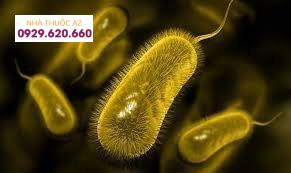 Nhiễm vi khuẩn HP