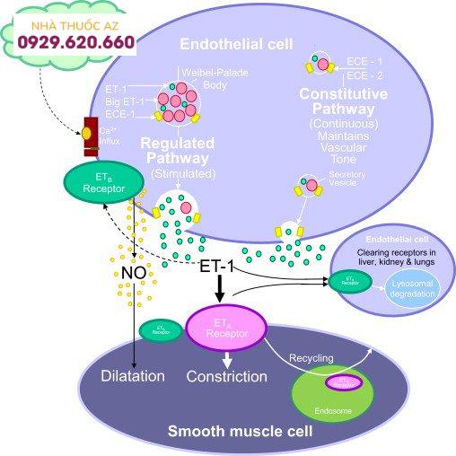 Endothelin