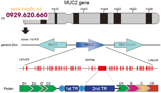 gen MUC2