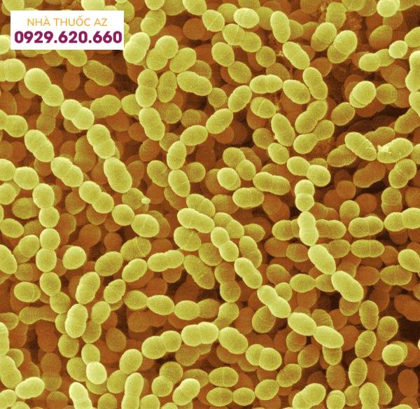 Streptococcus thermophilus