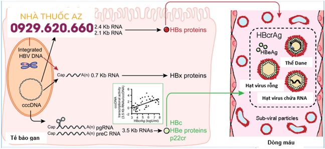 Sự sinh tổng hợp HBcrAg từ các RNA