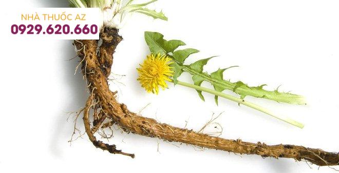 Rễ bồ công anh là một trong các loại thuốc bổ gan phổ biến