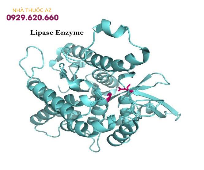 Enzyme Lipase