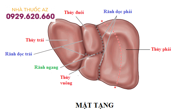 Mặt tạng