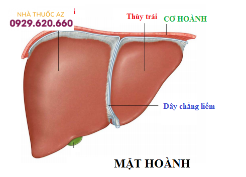 Mặt hoành