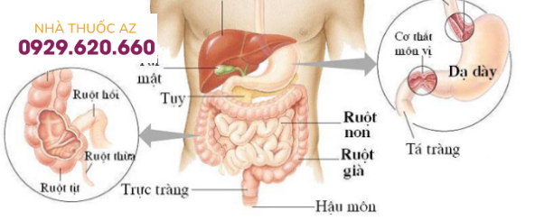 vị trí dạ dày