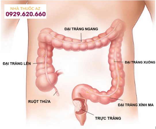 Cấu tạo của đại trực tràng