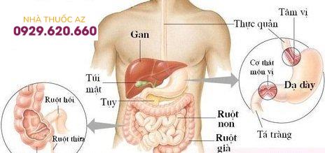 Các bộ phận của bụng và chức năng đi kèm