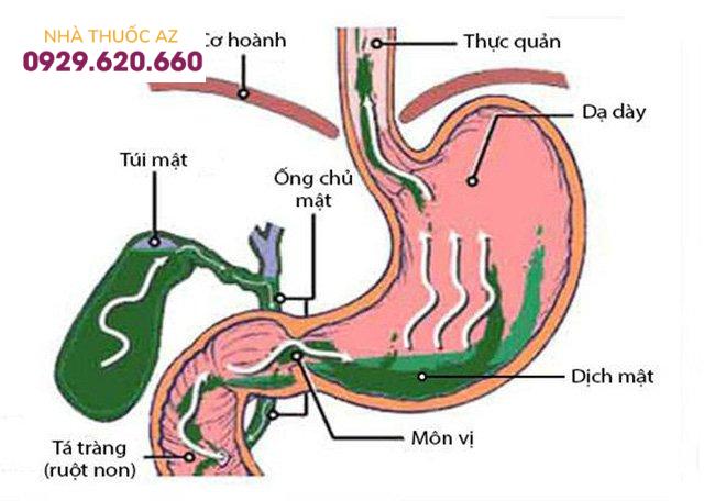 Quy trình trữ mật trong túi mật