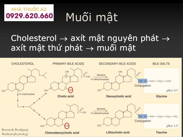 Thành phần của dịch mật