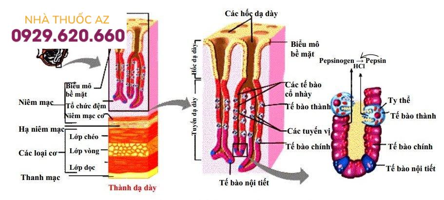 Dịch vị là một hỗn hợp các chất do các tuyến vị ở dạ dày tiết ra
