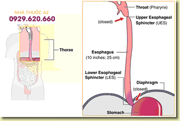 Vị trí của thực quản trong lồng ngực
