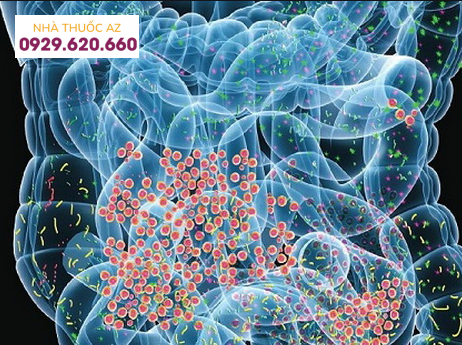 Hệ vi khuẩn đường ruột đóng vai trò quan trong trong bệnh viêm ruột